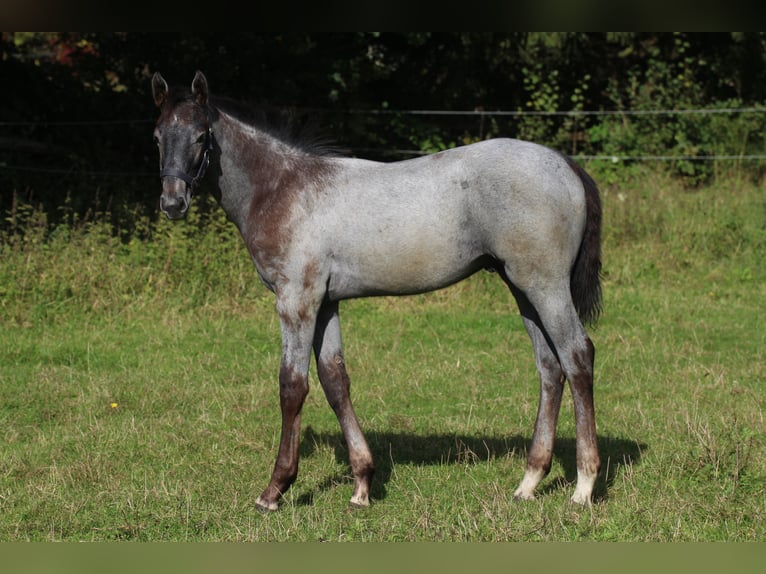 Hanovrien Étalon 1 Année Gris in Scheeßel