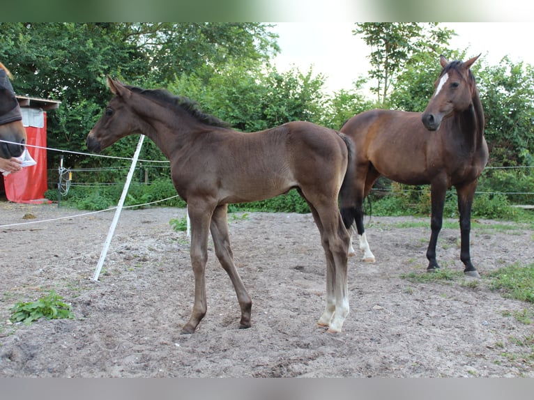Hanovrien Étalon 1 Année Noir in Glücksburg
