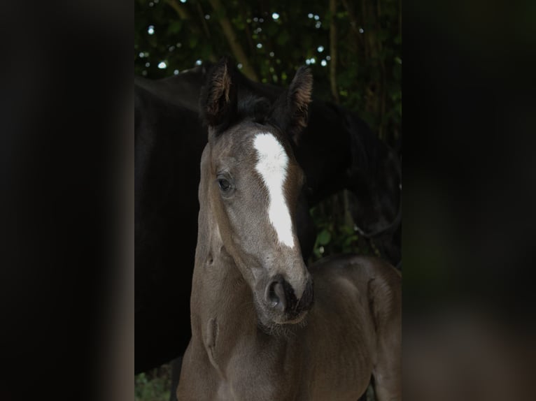Hanovrien Étalon 1 Année Noir in Hamersen