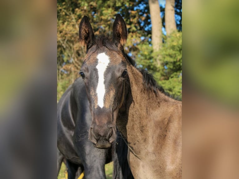 Hanovrien Étalon 1 Année Noir in Hamersen