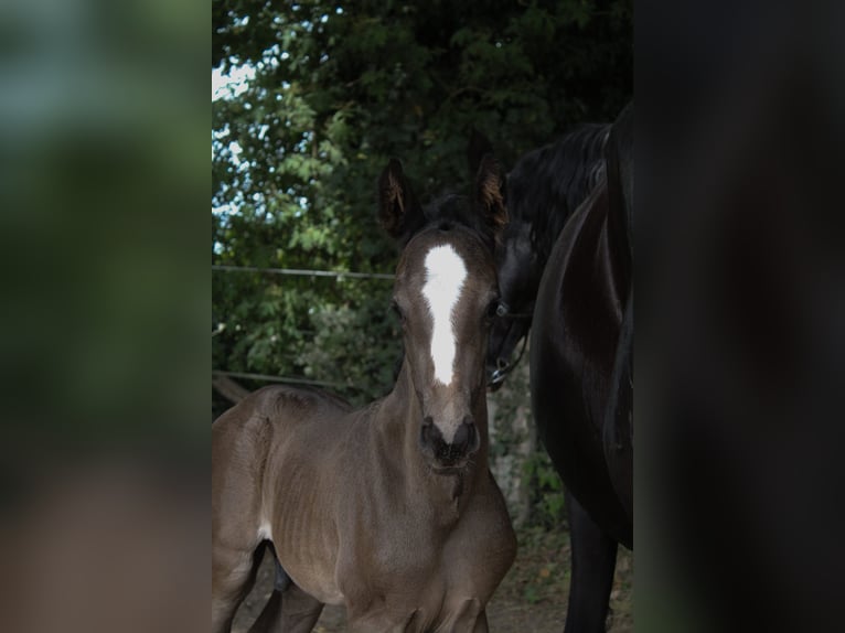 Hanovrien Étalon 1 Année Noir in Hamersen
