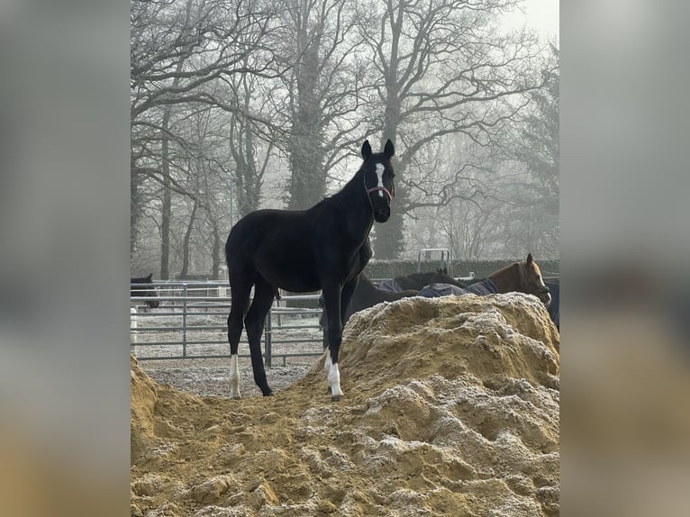 Hanovrien Étalon 1 Année Noir in Hamersen