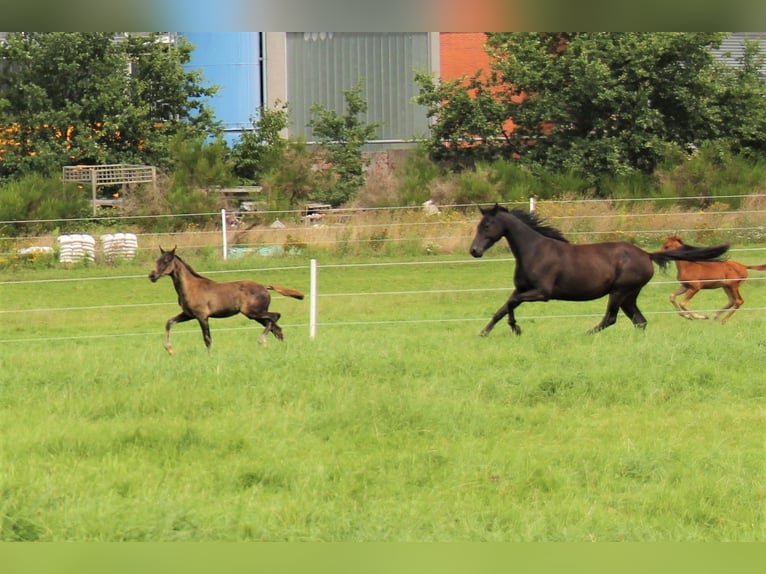 Hanovrien Étalon 1 Année Noir in Hankensbüttel