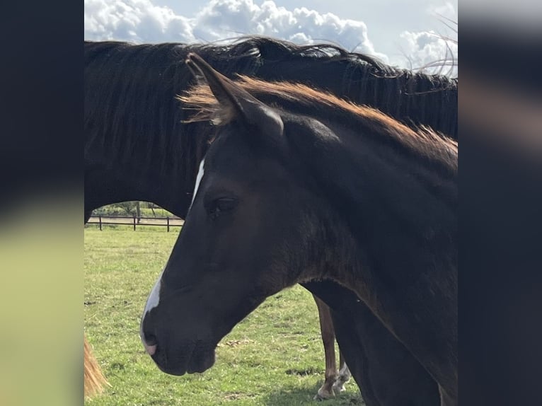 Hanovrien Étalon 1 Année Noir in Kevelaer