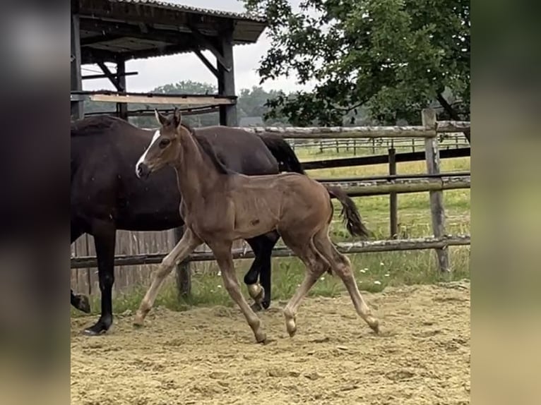 Hanovrien Étalon 1 Année Noir in Kevelaer