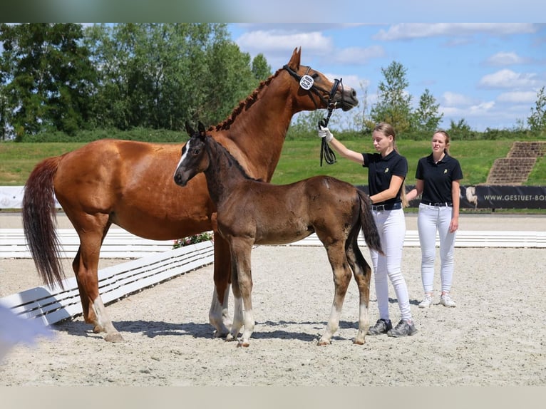 Hanovrien Étalon 1 Année Noir in Vierlinden Friedersdorf