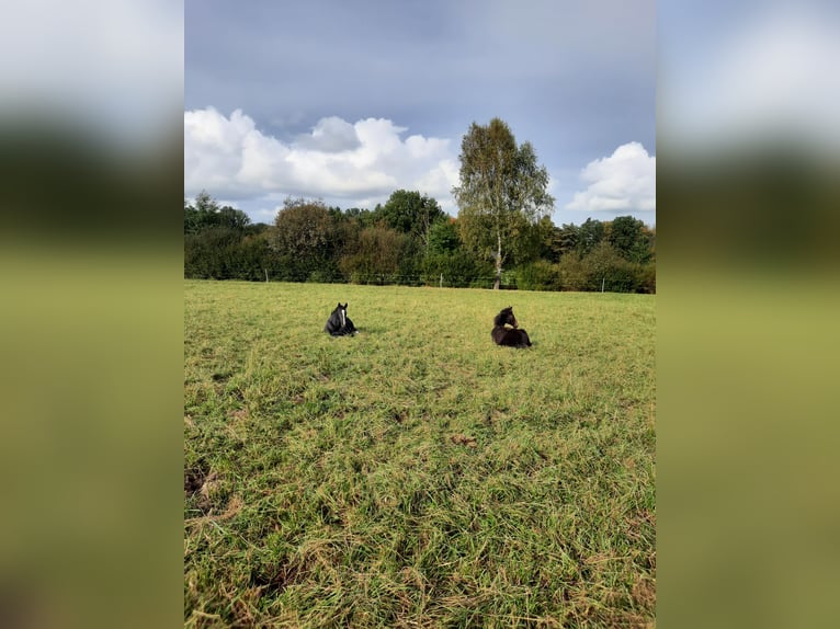 Hanovrien Étalon 1 Année Peut devenir gris in Rehlingen