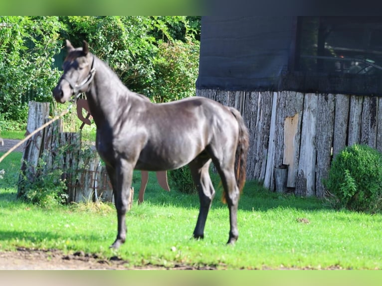 Hanovrien Étalon 2 Ans 155 cm Noir in Hemmoor