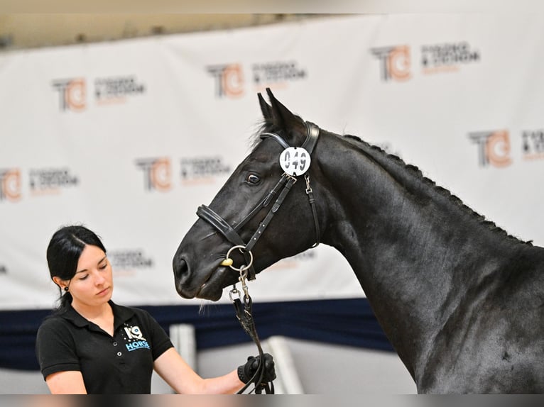 Hanovrien Étalon 2 Ans 155 cm Noir in Bystra