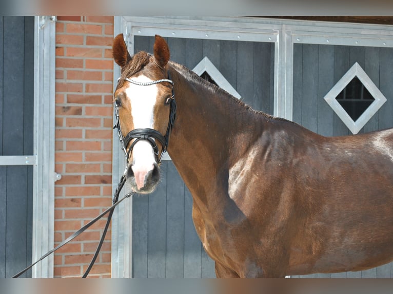 Hanovrien Étalon 2 Ans 160 cm Alezan brûlé in Wetschen