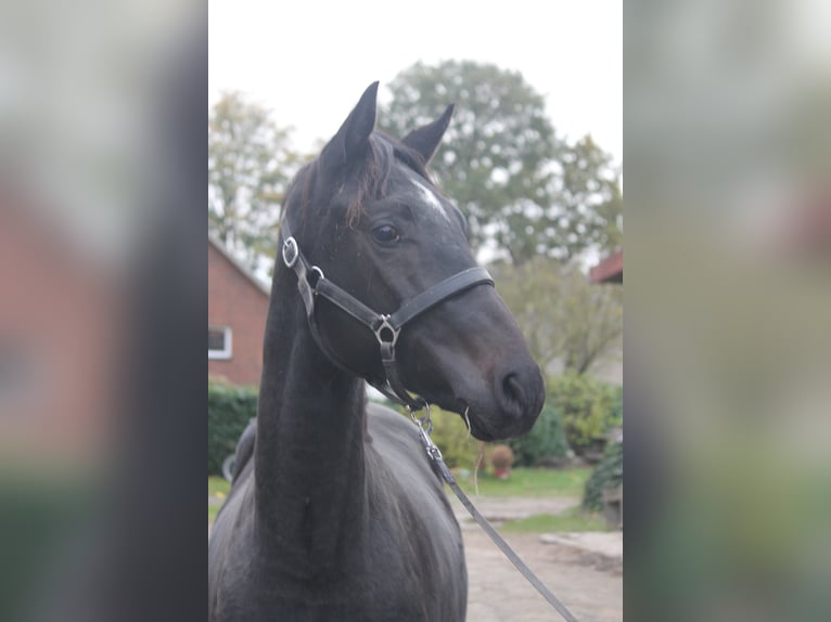 Hanovrien Étalon 2 Ans 160 cm Bai brun in Hepstedt