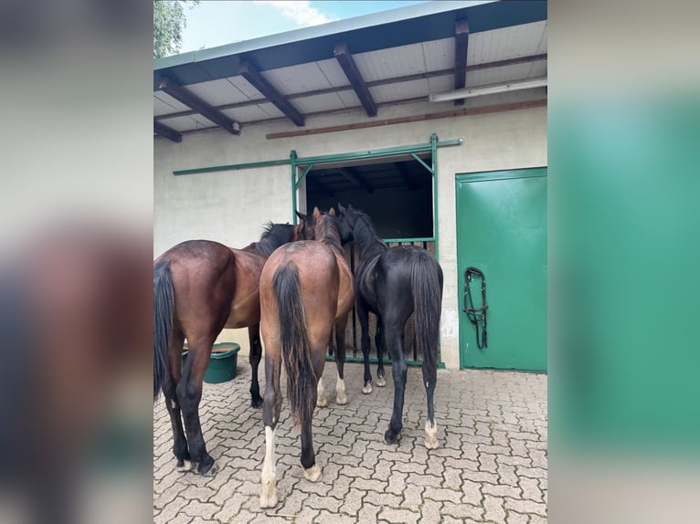 Hanovrien Étalon 2 Ans 160 cm Peut devenir gris in Schifferstadt