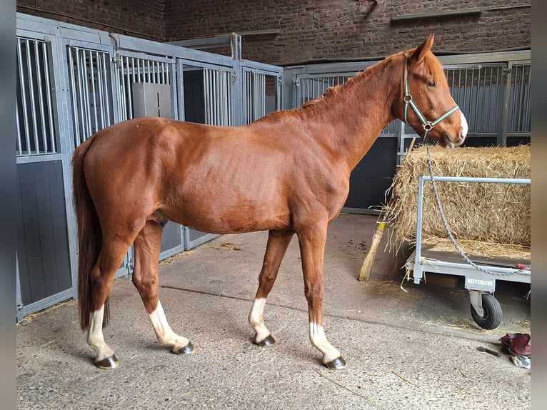 Hanovrien Étalon 2 Ans 162 cm Alezan in Aldenhoven