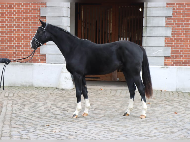 Hanovrien Étalon 2 Ans 162 cm Noir in Celle