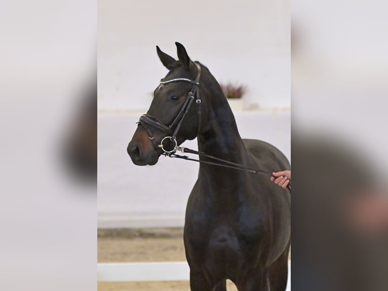 Hanovrien Étalon 2 Ans 164 cm Bai brun in Neuerburg