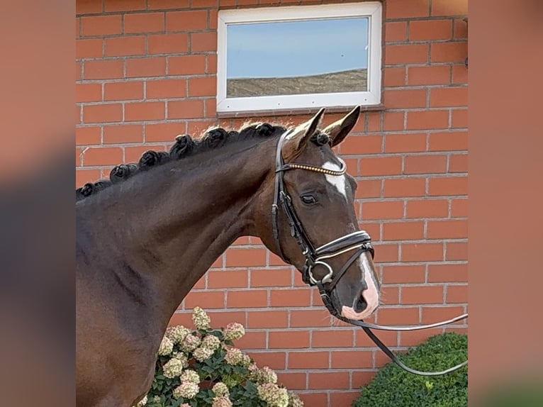 Hanovrien Étalon 2 Ans 164 cm Bai in Tiddische