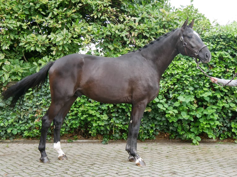 Hanovrien Étalon 2 Ans 164 cm Noir in Dorsten