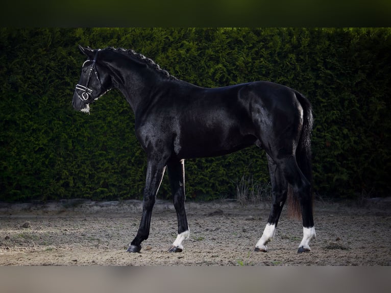 Hanovrien Étalon 2 Ans 164 cm Noir in Gersten