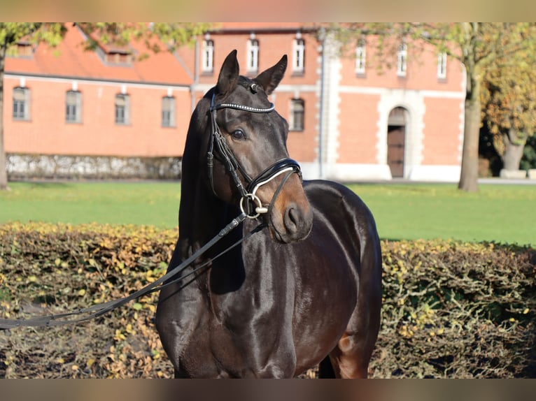 Hanovrien Étalon 2 Ans 165 cm Bai brun in Celle