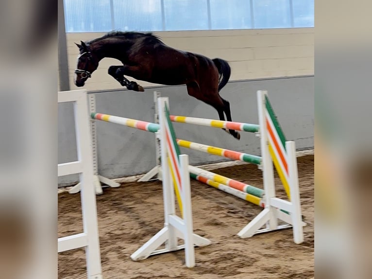 Hanovrien Étalon 2 Ans 165 cm Bai brun in Syke Hanovrien Étalon 2 Ans 165 cm Bai brun in Syke