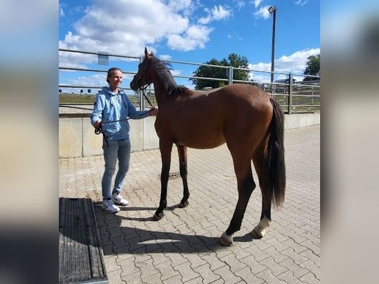 Hanovrien Étalon 2 Ans 165 cm Bai in Burgst&#xE4;dt