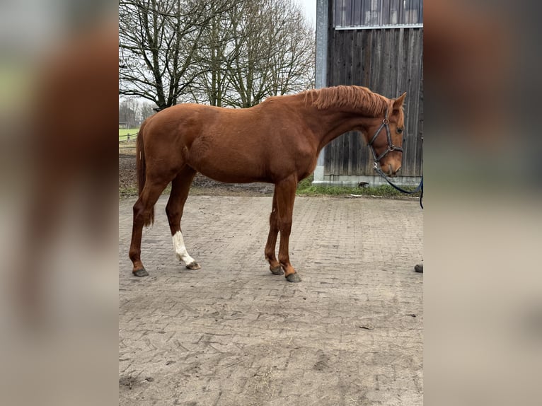 Hanovrien Étalon 2 Ans 166 cm Alezan in Wesel