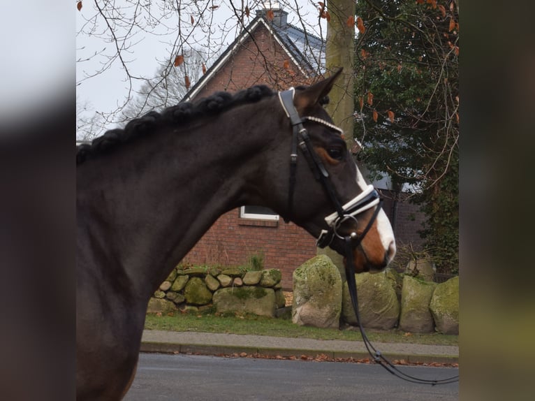 Hanovrien Étalon 2 Ans 166 cm Bai brun foncé in Fredenbeck