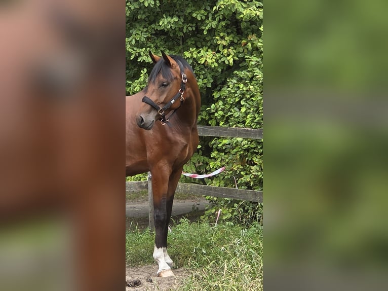 Hanovrien Étalon 2 Ans 166 cm Bai in Bunde