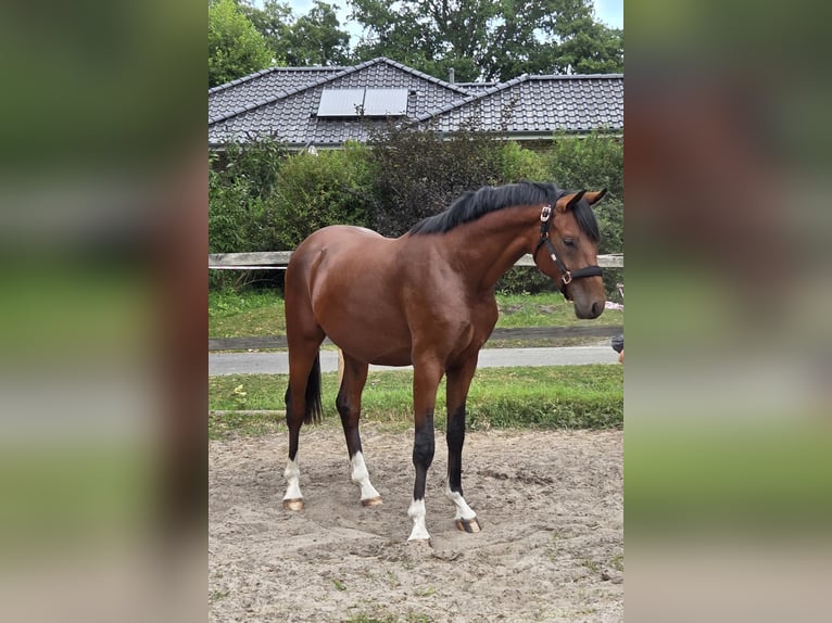 Hanovrien Étalon 2 Ans 166 cm Bai in Bunde