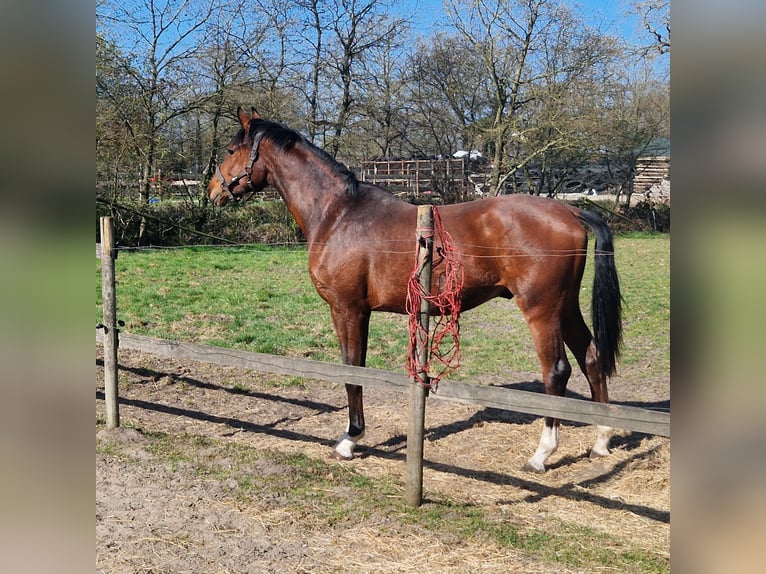 Hanovrien Étalon 2 Ans 166 cm Bai in Bunde