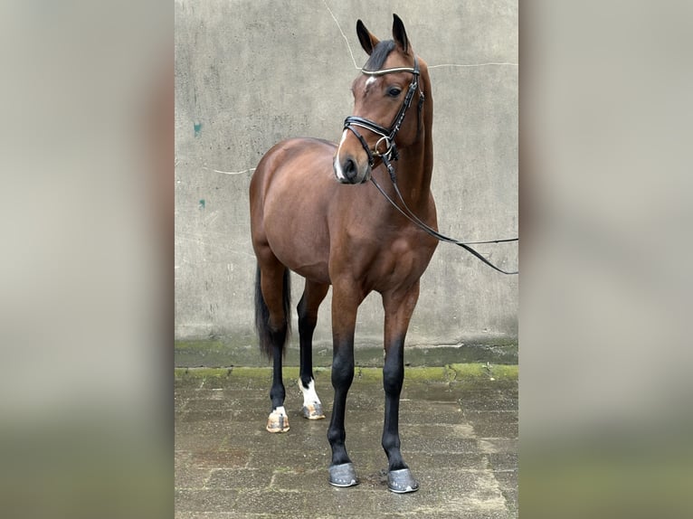 Hanovrien Étalon 2 Ans 166 cm Bai in Neuhaus an der Oste Hanovrien Étalon 2 Ans 166 cm Bai in Neuhaus an der Oste