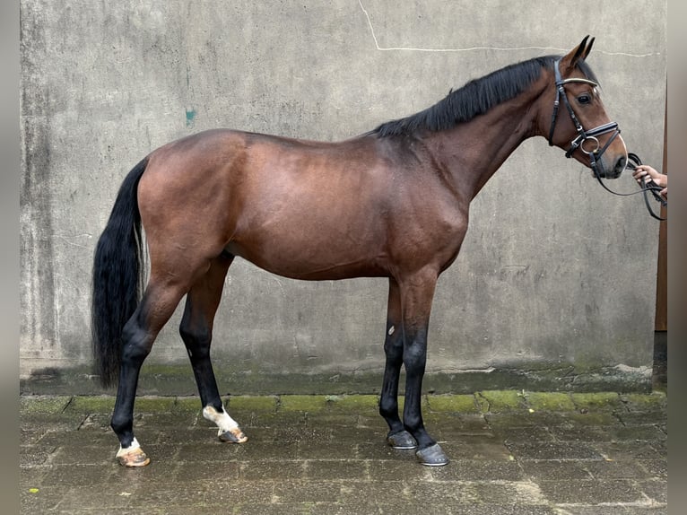 Hanovrien Étalon 2 Ans 166 cm Bai in Neuhaus an der Oste Hanovrien Étalon 2 Ans 166 cm Bai in Neuhaus an der Oste