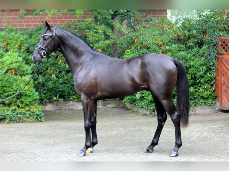 Hanovrien Étalon 2 Ans 166 cm Noir in Kutenholz