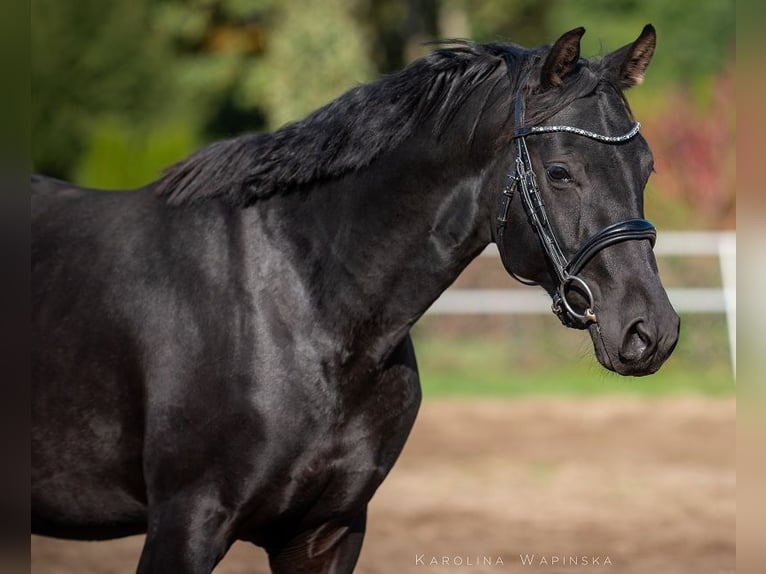 Hanovrien Étalon 2 Ans 166 cm Noir in Chwarstnica