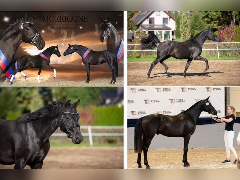 Hanovrien Étalon 2 Ans 166 cm Noir in Chwarstnica