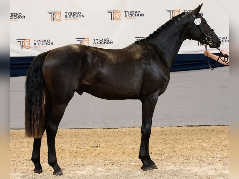 Hanovrien Étalon 2 Ans 166 cm Noir in Chwarstnica