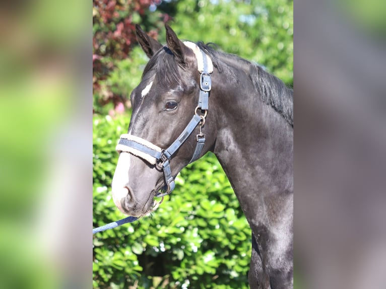 Hanovrien Étalon 2 Ans 166 cm Noir in Selsingen