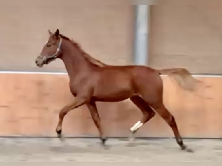 Hanovrien Étalon 2 Ans 168 cm Alezan in Bad Oldesloe