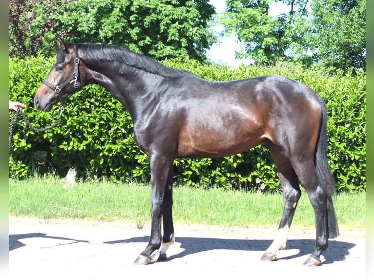 Hanovrien Étalon 2 Ans 168 cm Bai brun in Selsingen