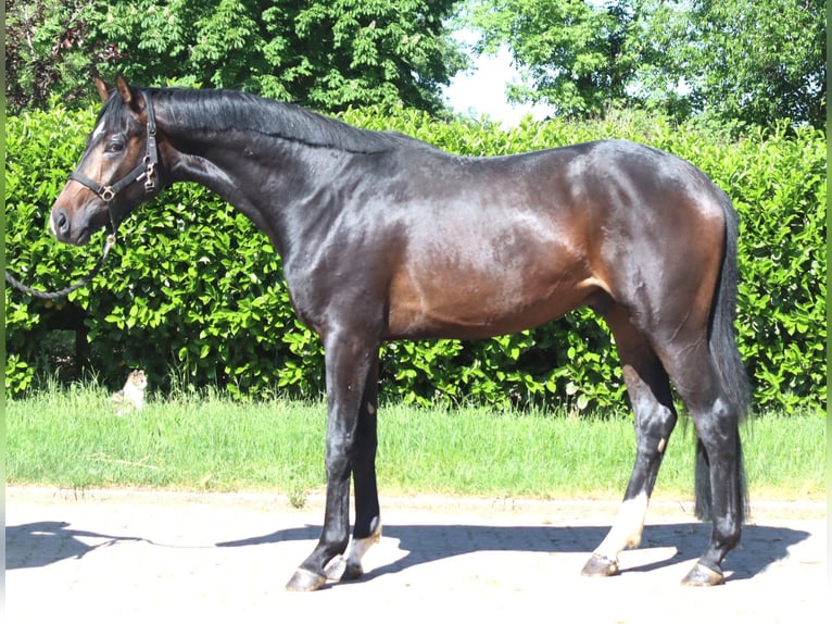 Hanovrien Étalon 2 Ans 168 cm Bai brun in Selsingen