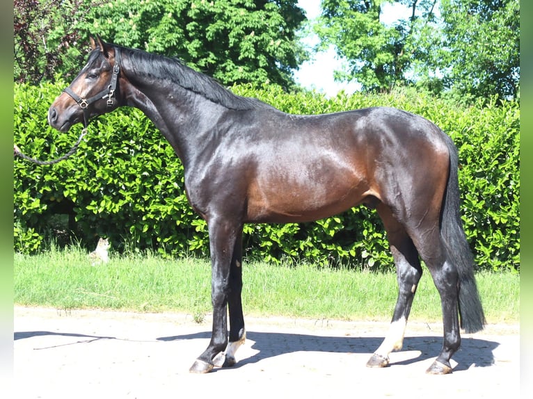 Hanovrien Étalon 2 Ans 168 cm Bai brun in Selsingen