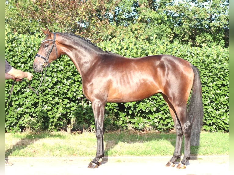 Hanovrien Étalon 2 Ans 168 cm Bai in Selsingen