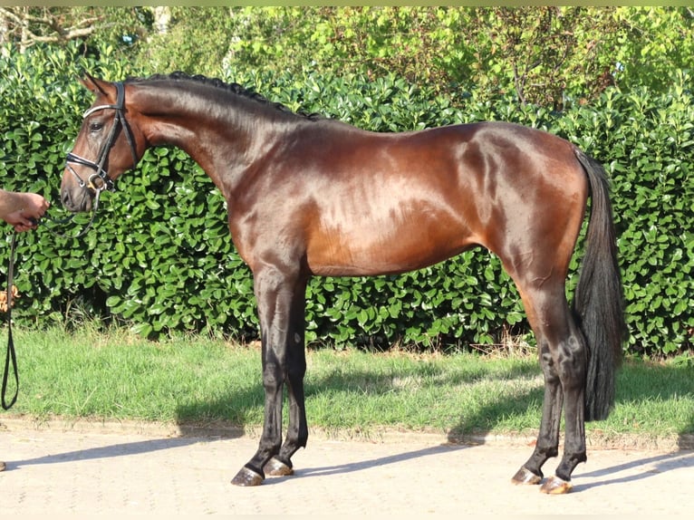 Hanovrien Étalon 2 Ans 168 cm Bai in Selsingen