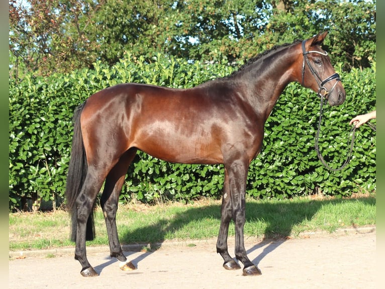 Hanovrien Étalon 2 Ans 168 cm Bai in Selsingen