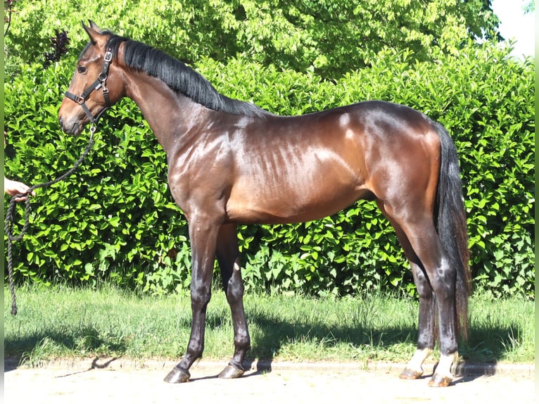 Hanovrien Étalon 2 Ans 168 cm Bai in Selsingen