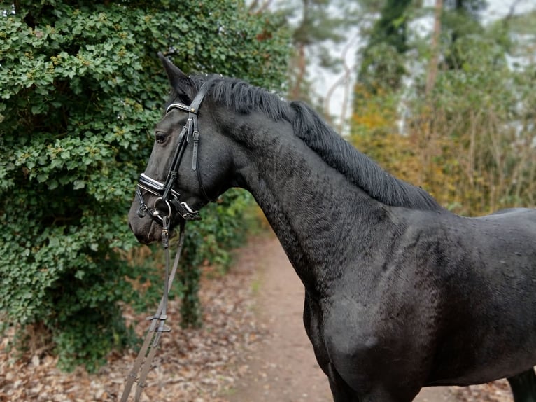 Hanovrien Étalon 2 Ans 168 cm Noir in Barenburg