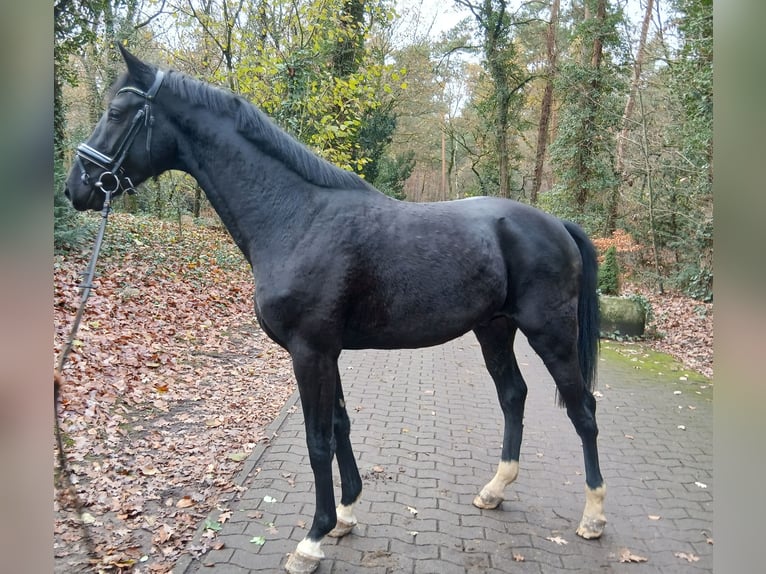 Hanovrien Étalon 2 Ans 168 cm Noir in Barenburg