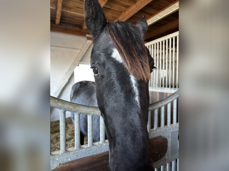 Hanovrien Étalon 2 Ans 168 cm Noir in Rethem