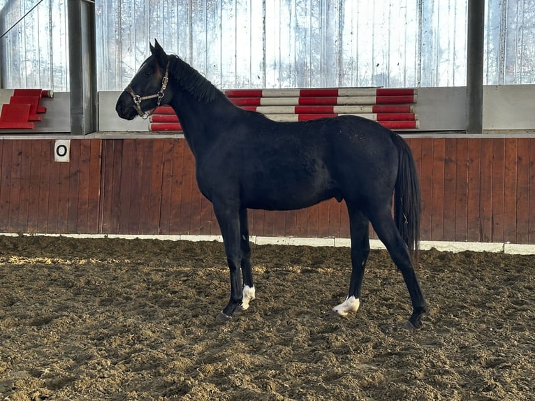 Hanovrien Étalon 2 Ans 168 cm Noir in Rethem