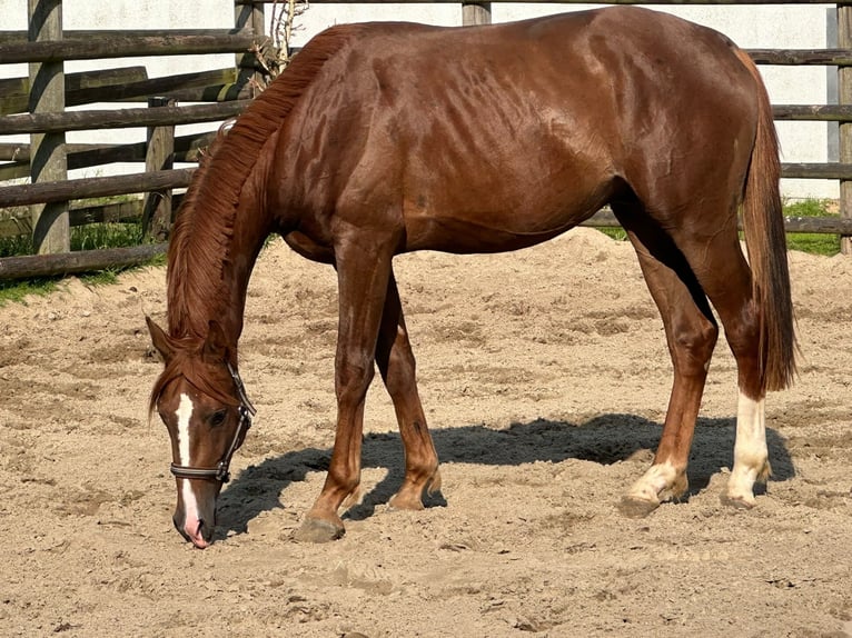 Hanovrien Étalon 2 Ans 170 cm Alezan in Freiburg (Elbe)